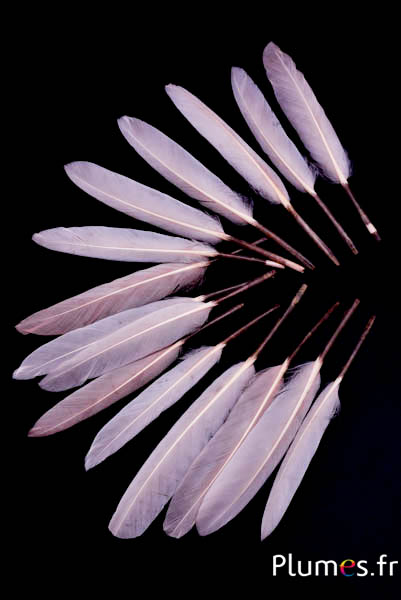 Gans blad - 10-15 cm - creme roze